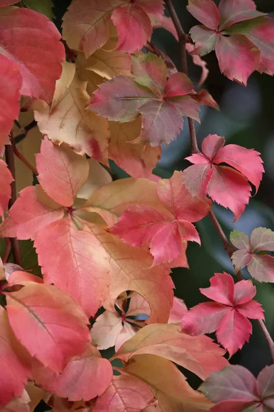 Italië Sicilië Platteland Droge Bladeren Herfst — Stockfoto