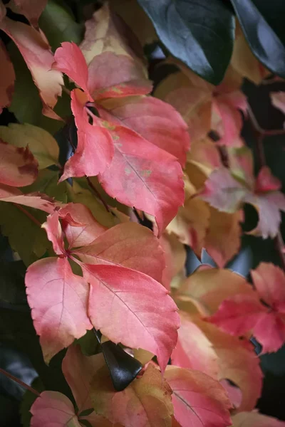 Italia Sicilia Campagna Foglie Secche Autunno — Foto Stock