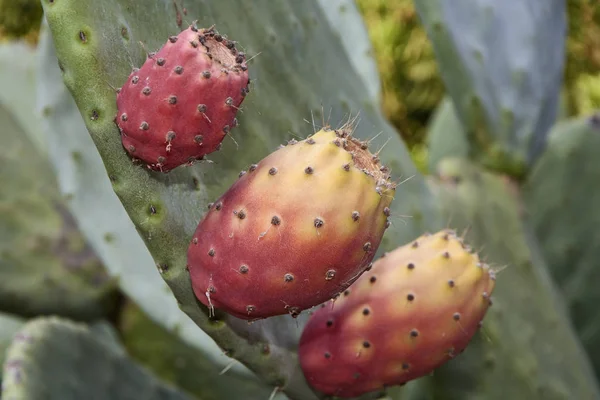 Italien Sicilien Landsbygden Kaktusfikon — Stockfoto