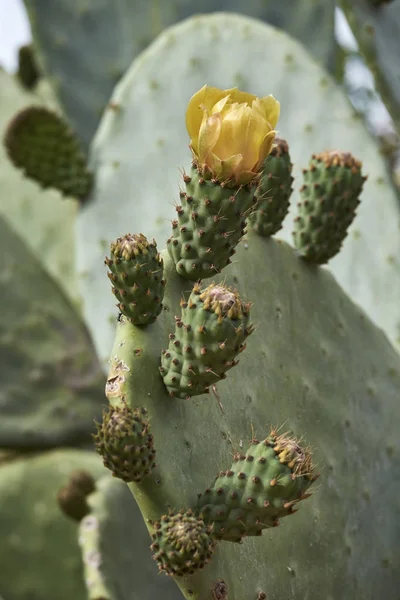 Italy Sicily Countryside Prickly Pear Flowers — Stock Photo, Image