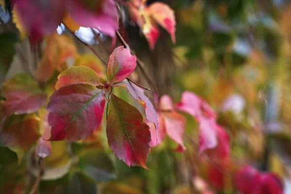 Italy Sicily Countryside Dry Leaves Autumn — Stock Photo, Image