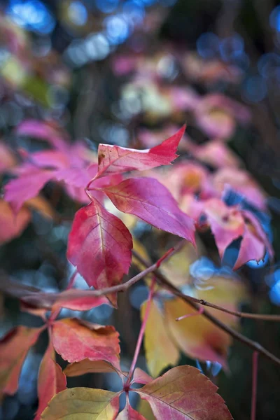 意大利 西西里 秋天干树叶 — 图库照片