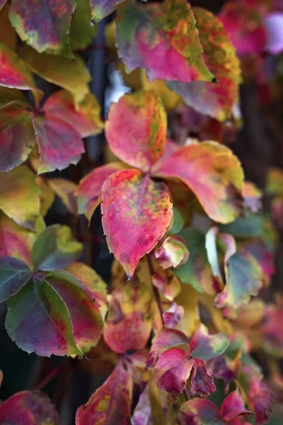 Italy Sicily Countryside Dry Leaves Autumn — Stock Photo, Image