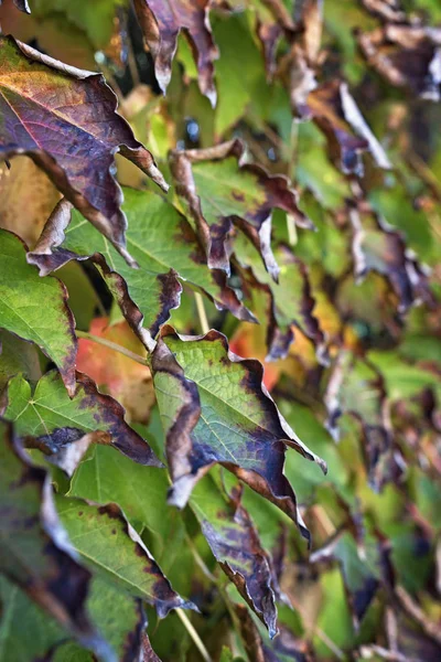 Itália Campo Outono Folhas Uva Raposa Scaphoideus Titanus — Fotografia de Stock