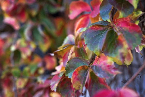 Talya Sicilya Kırsal Sonbaharda Yaprakları Kuru — Stok fotoğraf