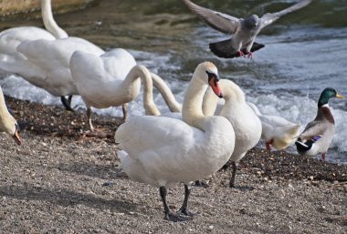 İtalya, Bracciano Gölü (Roma), kuğular