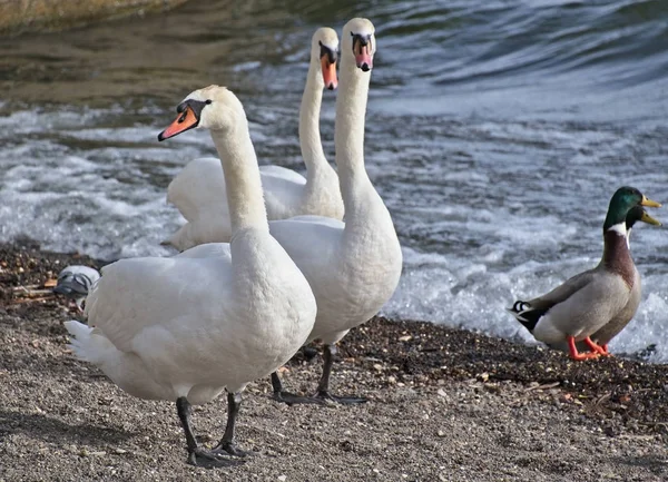 Itália Lago Bracciano Roma Cisnes — Fotografia de Stock