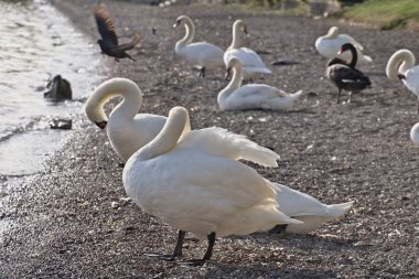 İtalya, Bracciano Gölü (Roma), kuğular