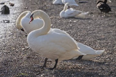 İtalya, Bracciano Gölü (Roma), kuğular