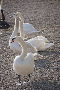 İtalya, Bracciano Gölü (Roma), kuğular