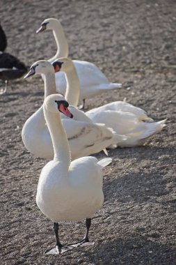 İtalya, Bracciano Gölü (Roma), kuğular
