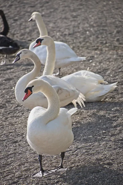 Italie Lac Bracciano Rome Cygnes — Photo