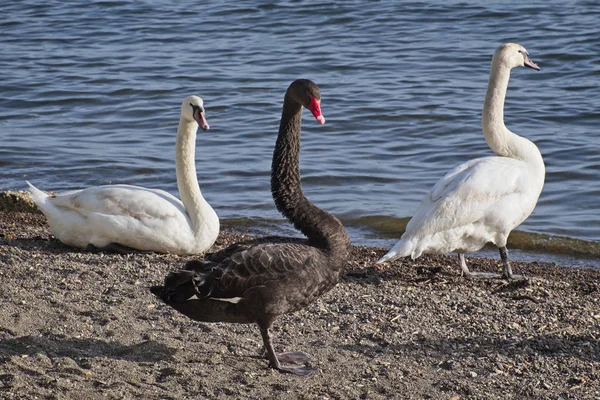 Itália Lago Bracciano Roma Cisnes — Fotografia de Stock