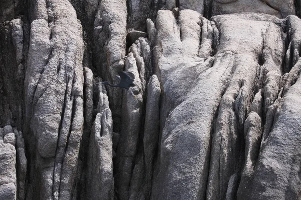 Tailandia Koh Nangyuan Isla Nangyuan Cormorán Las Rocas Isla — Foto de Stock