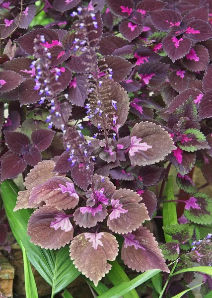 サムイ島 熱帯植物 — ストック写真