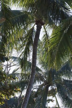 Tayland, koh samui (samui Adası), Hindistan cevizi hurma ağaçları sahilde