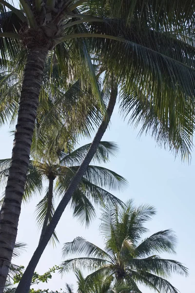 Thailandia Koh Samui Samui Island Palme Cocco Sulla Spiaggia — Foto Stock