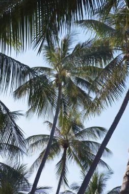 Tayland, koh samui (samui Adası), Hindistan cevizi hurma ağaçları sahilde