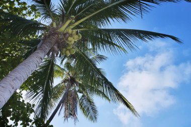 Tayland, koh samui (samui Adası), Hindistan cevizi hurma ağaçları sahilde