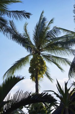Tayland, koh samui (samui Adası), Hindistan cevizi hurma ağaçları sahilde