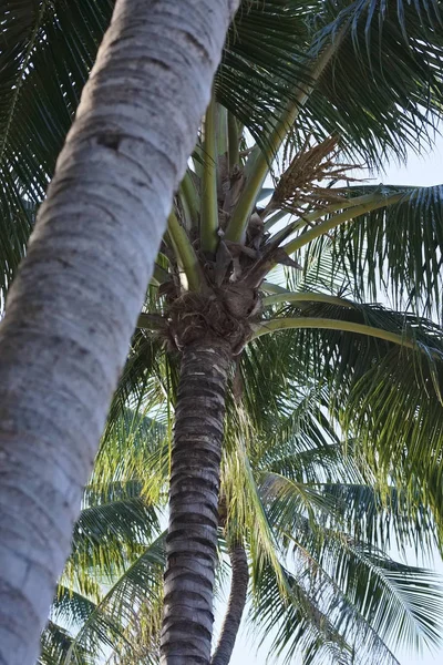 Thailand Koh Samui Samui Island Coconut Palm Trees Beach — Stock Photo, Image