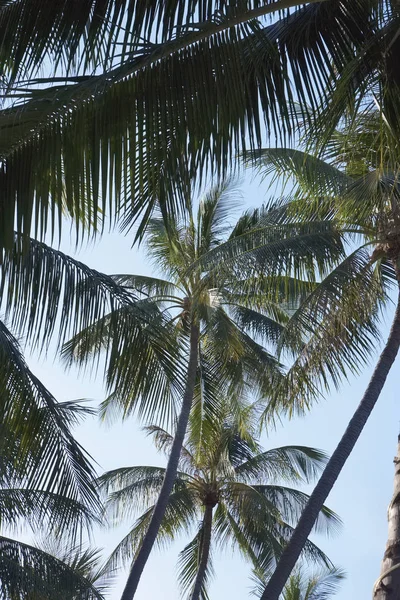 Tayland Koh Samui Samui Adası Hindistan Cevizi Hurma Ağaçları Sahilde — Stok fotoğraf
