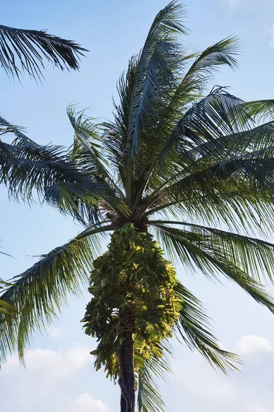 Tajlandia Koh Samui Wyspie Samui Palmy Kokosowe Drzewo Plaży — Zdjęcie stockowe