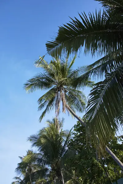 Таиланд Самуи Остров Самуи Кокосовые Пальмы Пляже — стоковое фото