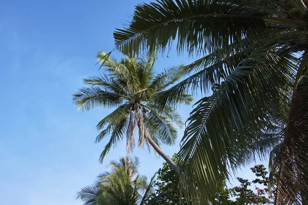 Thailandia Koh Samui Samui Island Palme Cocco Sulla Spiaggia — Foto Stock