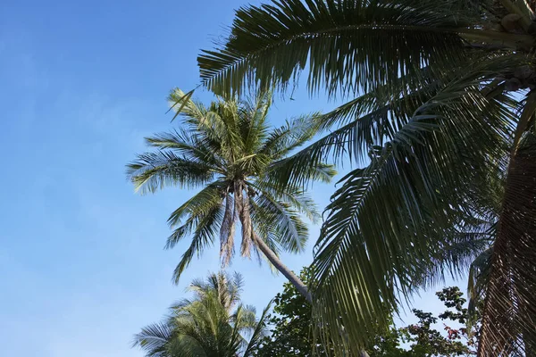 Thailand Koh Samui Samui Island Kokos Palmer Stranden — Stockfoto