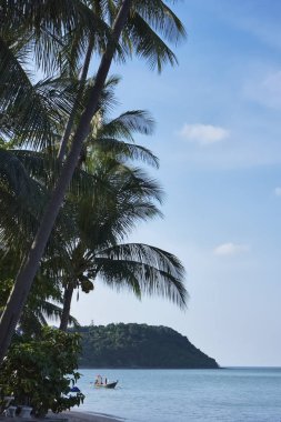 Tayland, koh samui (samui Adası), Hindistan cevizi hurma ağaçları sahilde