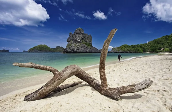 Thailand Koh Angthong National Marine Park Baumstamm Strand — Stockfoto