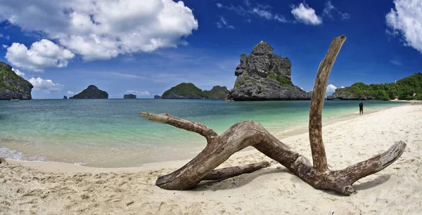 Thailandia Koh Angthong Parco Nazionale Marino Tronco Albero Sulla Spiaggia — Foto Stock