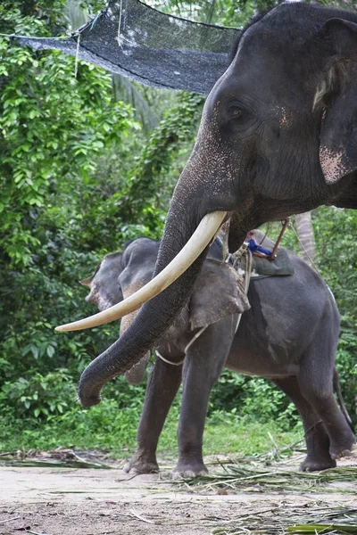 Thailandia Chiang Mai Elefanti Asiatici — Foto Stock