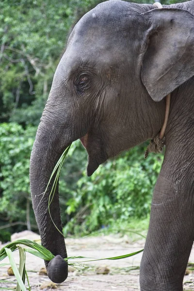 Thailand Chiang Mai Asiatischer Elefant — Stockfoto