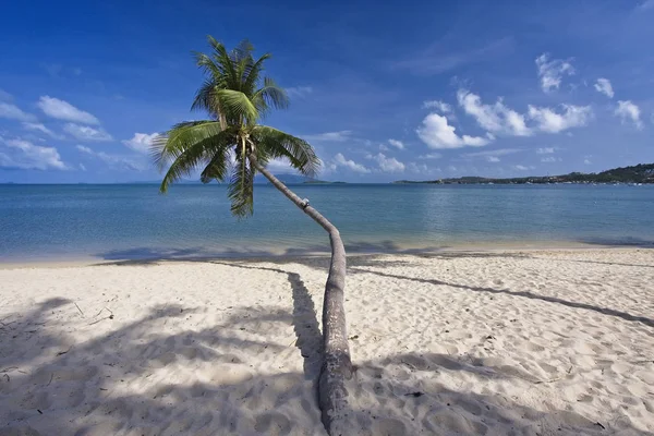 Tayland Koh Samui Samui Adası Hindistan Cevizi Hurma Ağacı Sahilde — Stok fotoğraf