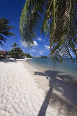 Tayland, koh samui (samui Adası), Hindistan cevizi hurma ağaçları sahilde
