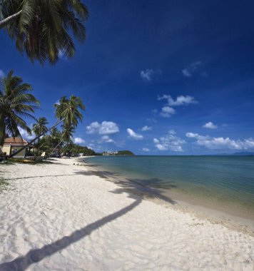 Tayland, koh samui (samui Adası), Hindistan cevizi hurma ağaçları sahilde