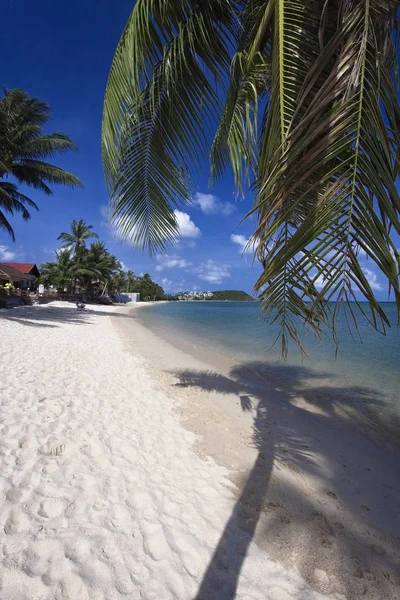 Tayland Koh Samui Samui Adası Hindistan Cevizi Hurma Ağaçları Sahilde — Stok fotoğraf