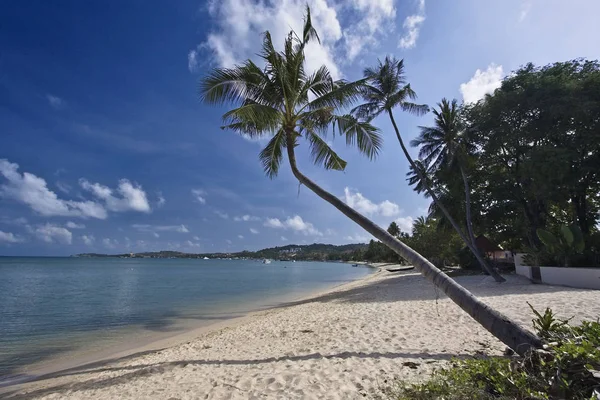 Thailand Koh Samui Samui Island Coconut Palm Trees Beach — Stock Photo, Image