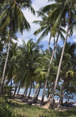 Tayland, Koh Samui (Samui Adası), insanlar ve Hindistan cevizi palmiye ağaçları sahilde