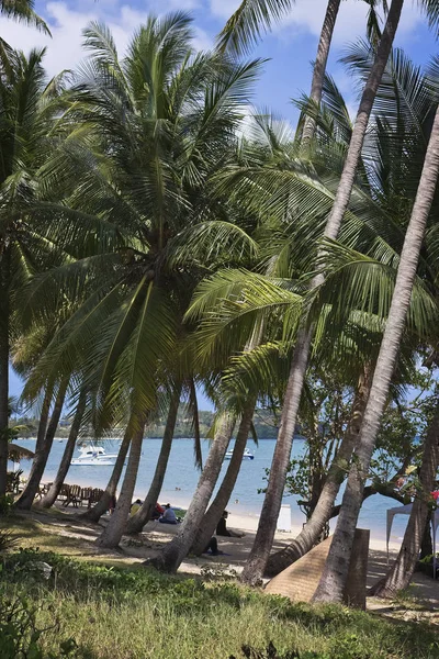 Thailand Koh Samui Samui Island People Coconut Palm Trees Beach — Stock Photo, Image
