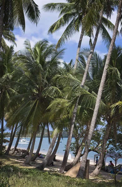 Thailand Koh Samui Samui Island People Coconut Palm Trees Beach — Stock Photo, Image