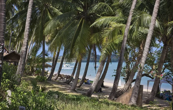 Tajlandia Koh Samui Samui Island Ludzie Palm Kokosowych Plaży — Zdjęcie stockowe