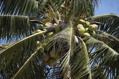 Tayland, koh samui (samui Adası), Hindistan cevizi hurma ağacı sahilde