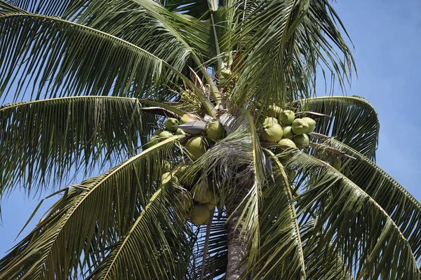 사무이 Samui 해변에서 코코넛 — 스톡 사진
