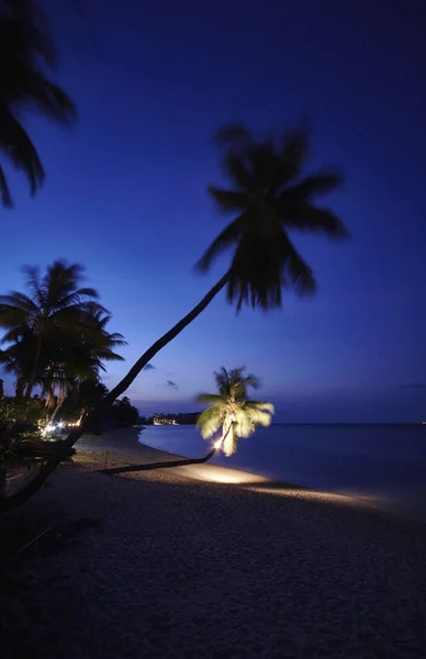 Thailand Koh Samui Samui Island Resort Coconut Palm Trees Beach — Stock Photo, Image