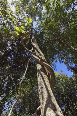 Tayland, Chiang Mai, tropikal yağmur ormanları ağacında