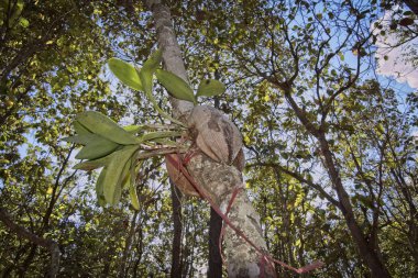 Tayland, Chiang Mai, tropikal yağmur ormanları ağacında