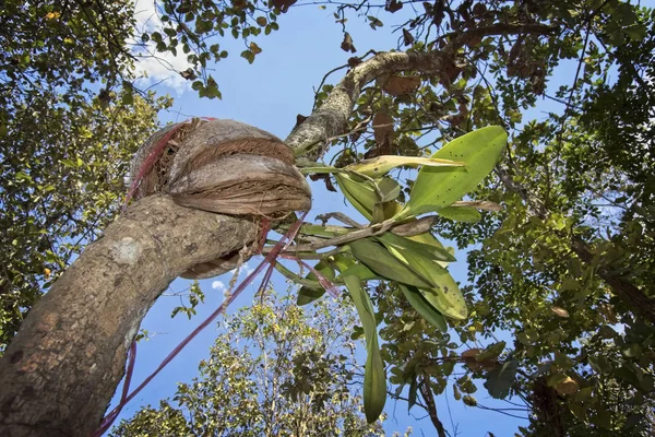 Thailand Chiang Mai Tropischer Baum Regenwald — Stockfoto